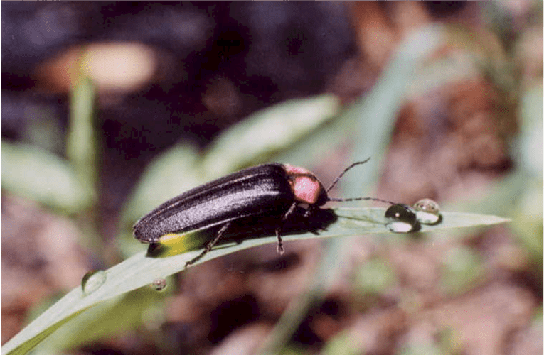 The Hakuchoro Firefly Viewing Evening